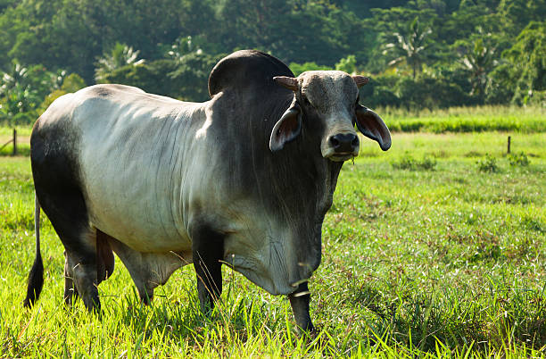Brahman