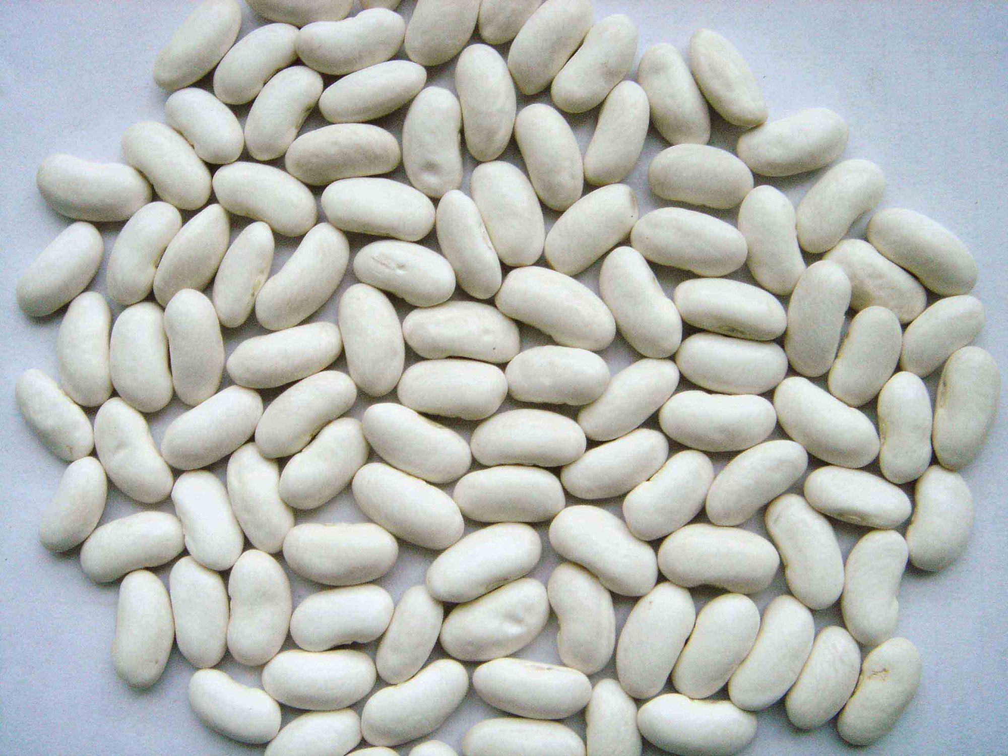 Dry Beans