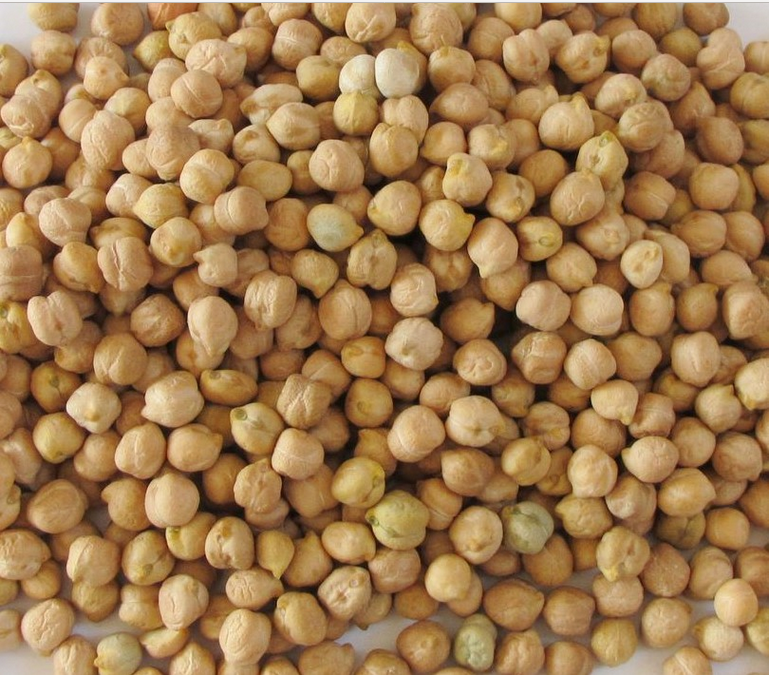 Kabuli Chickpea