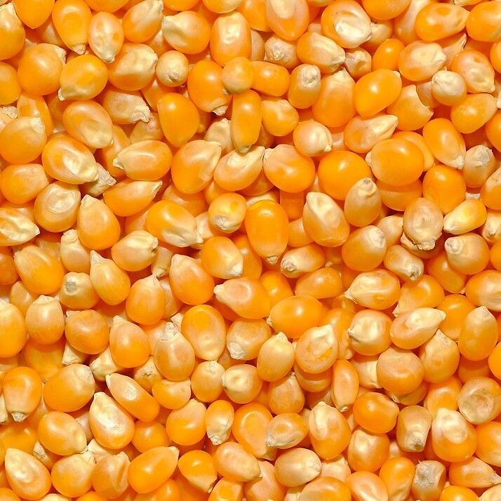Maize