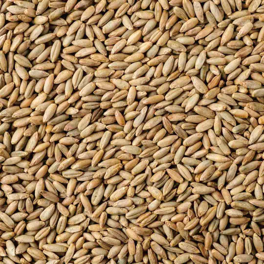 Rye