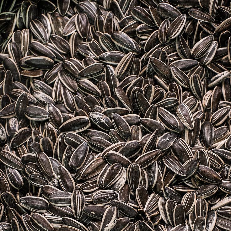 Sunflower Seed