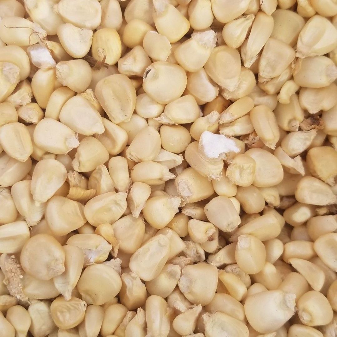White Corn
